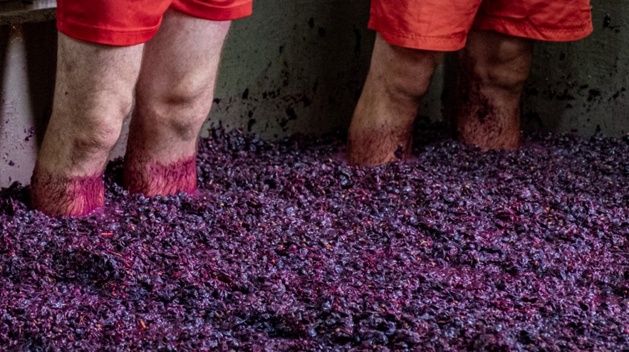 Gnječenje grožđa nogama