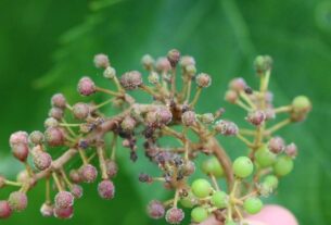 Biokontrola vinove loze