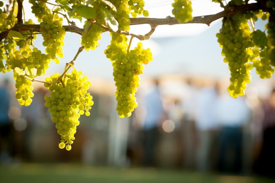 Pretvaranje produktivnosti vinograda u profitabilnost