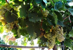 Metodologija koja koristi satelitske snimke