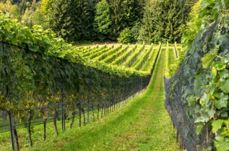 Inovativni vinogradi