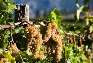 Početnički vodič za hibridno grožđe