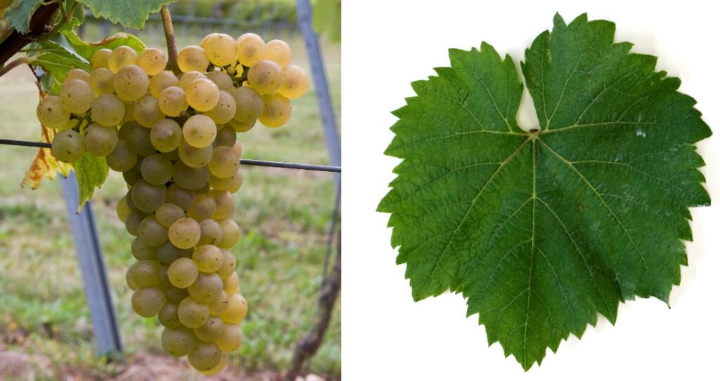 Početnički vodič za hibridno grožđe