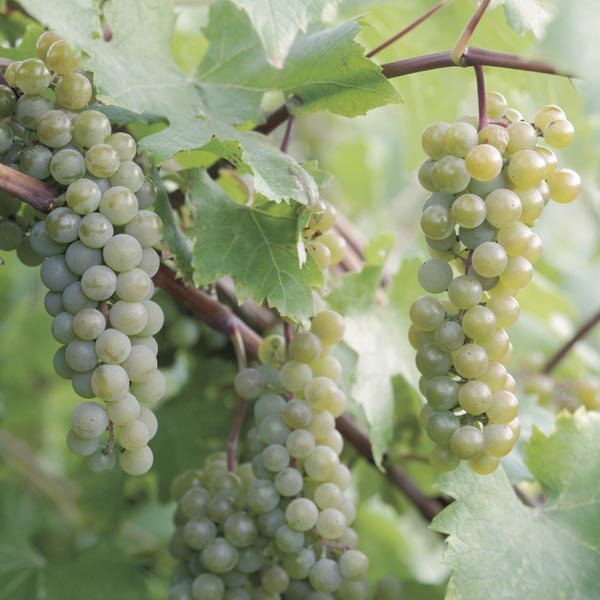 Početnički vodič za hibridno grožđe