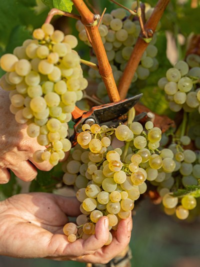 Istraživači se bore protiv klimatskih promjena 