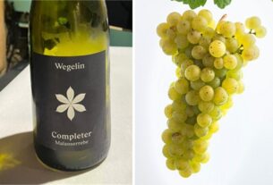 Kurs o alpskim sortama i vinima