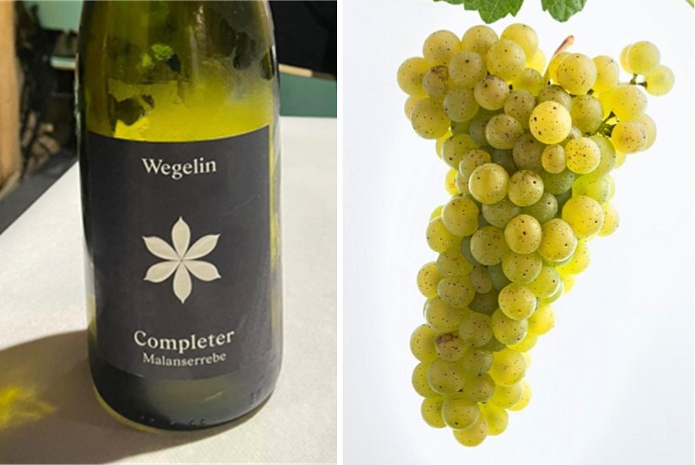 Kurs o alpskim sortama i vinima