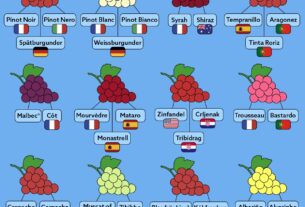 Različita imena za popularne vinske sorte