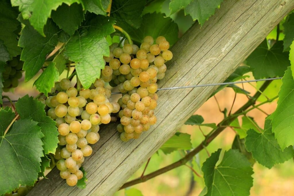 Sorte osim vinifera sorti