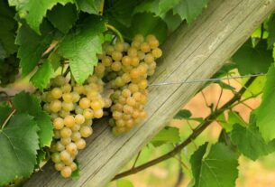 Sorte osim vinifera sorti