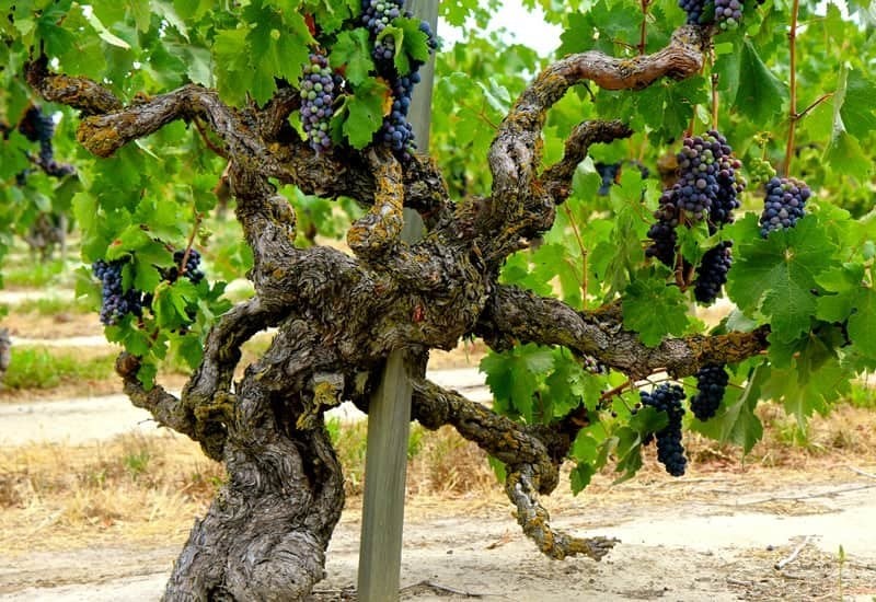 Šta čini vino skupim