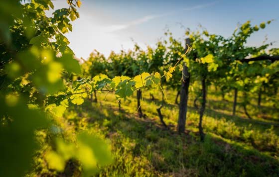 Svjetska proizvodnja vina 2024