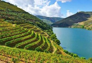 Svjetska proizvodnja vina 2024