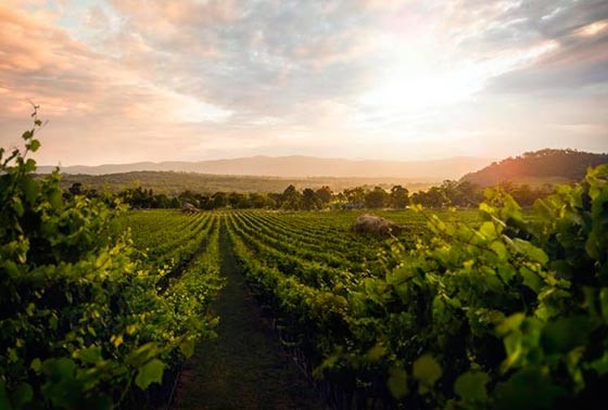 Svjetska proizvodnja vina 2024