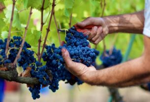 Grožđe bi moglo biti ključ