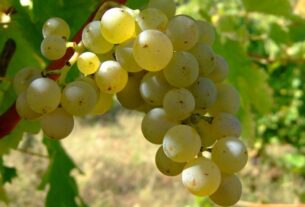 Adam i Eva Priče o vinu