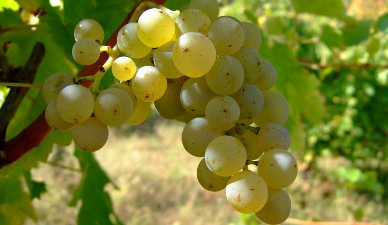 Adam i Eva Priče o vinu