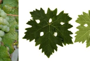 Korišćenje komponenti grožđa