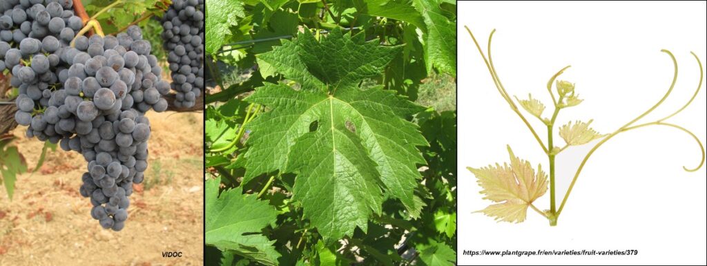 Četiri nove sorte grožđa