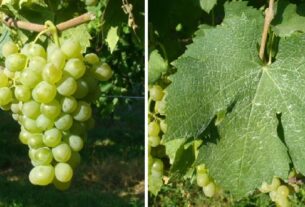 Sorte vinove loze sa čudnim značenjima