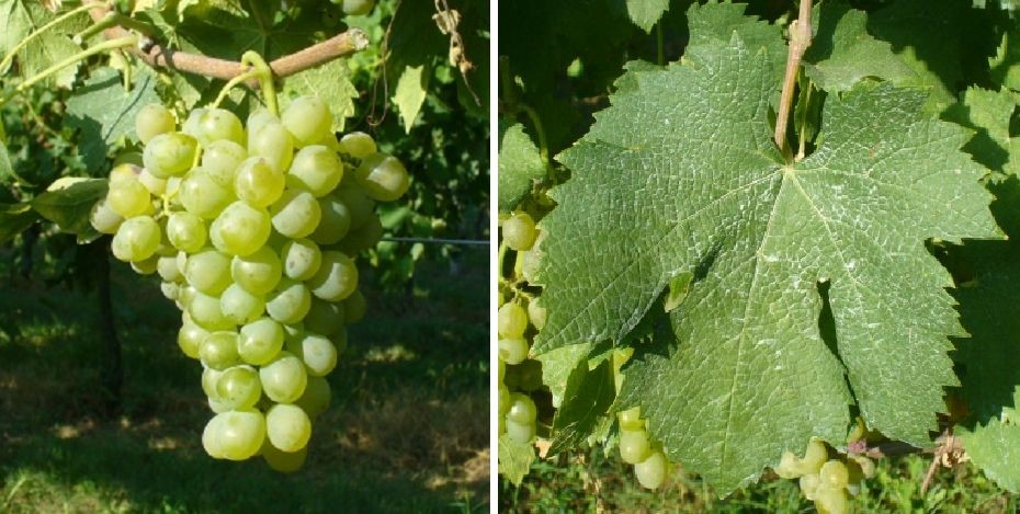 Sorte vinove loze sa čudnim značenjima