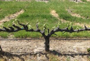 Ključne mjere pri rezidbi vinove loze