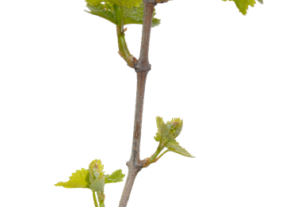 Akrotonija vinove loze