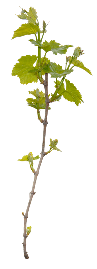 Akrotonija vinove loze