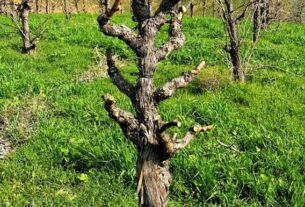 Eksperimentisanje sa tradicijom