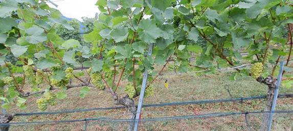 Uzgojni oblik čokota