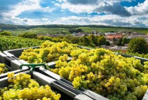 Stare sorte vinove loze