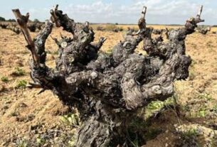 Poliklonska selekcija projekta Ibervitis