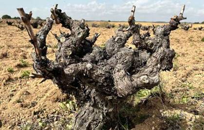 Poliklonska selekcija projekta Ibervitis