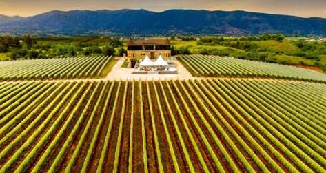 Vranec predstavlja najbolja vina