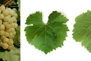 Vinograd usvaja UV-C tehnologiju