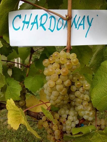 Sukob modernizma i tradicije