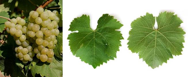 Vinograd usvaja UV-C tehnologiju