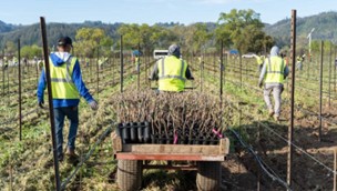 Nauka o gustoći čokota