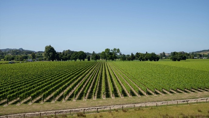 Nauka o gustoći čokota