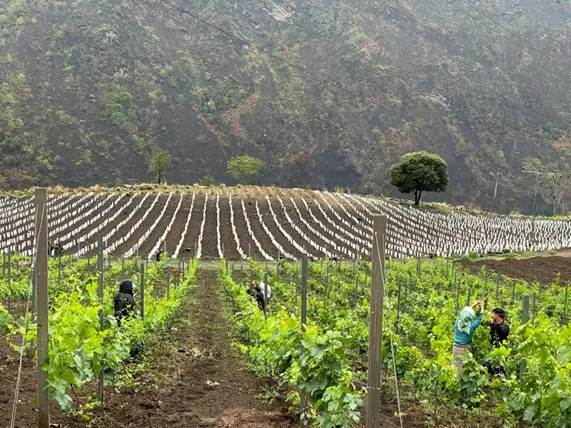 Butanski put ka finom vinu