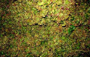 Veliki potencijal nusproizvoda od grožđa