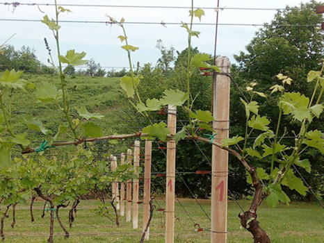 Prorjeđivanje izdanaka vinove loze. 