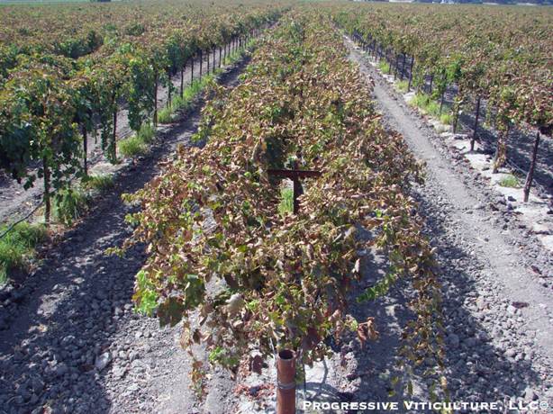 Stresovi u periodu zrenja grožđa