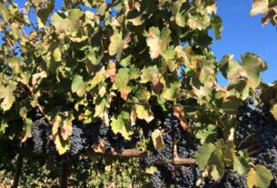 Stresovi u periodu zrenja grožđa