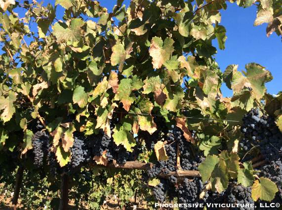 Stresovi u periodu zrenja grožđa