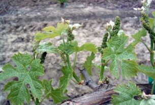 Upravljanje vinogradima prije cvjetanja