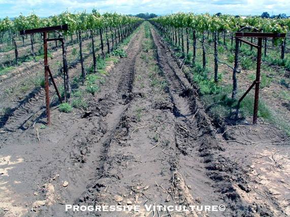 Upravljanje vinogradima prije cvjetanja