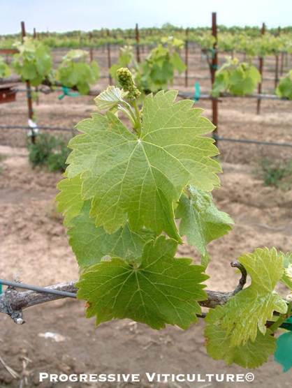 Upravljanje vinogradima prije cvjetanja