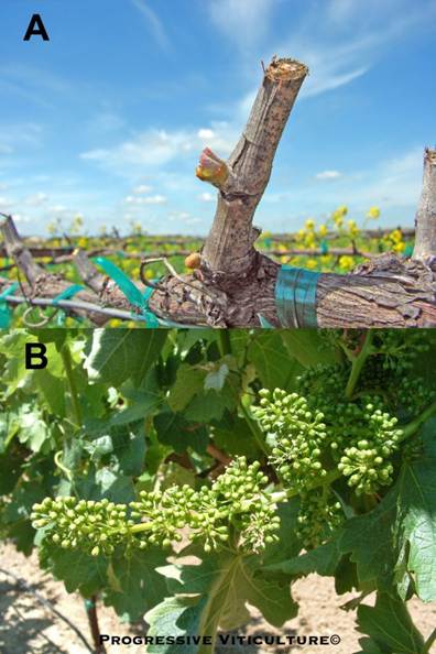 Upravljanje vinogradima prije cvjetanja