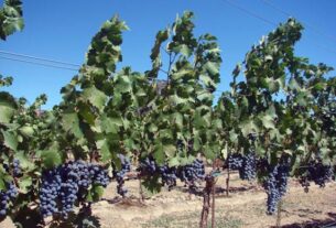 Upravljanje vinogradima poslije cvjetanja